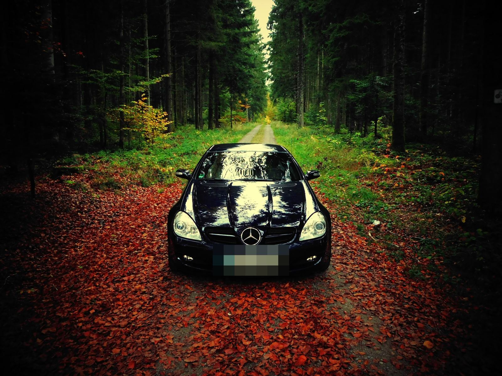 Auf dem Waldweg im Herbstlaub